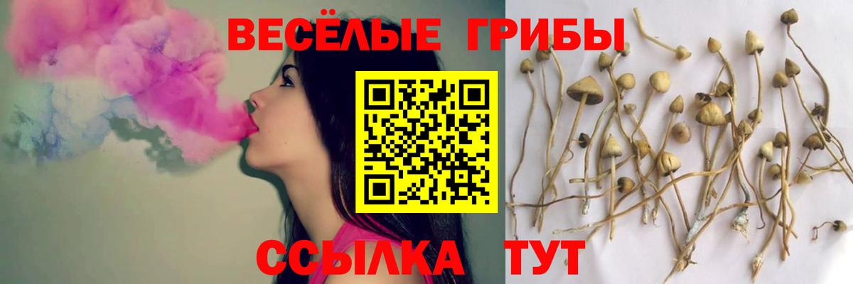 Галлюциногенные грибы Psilocybine cubensis Миллерово